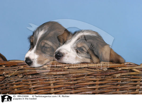 puppies in the basket / RR-03898