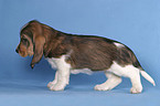 standing puppy