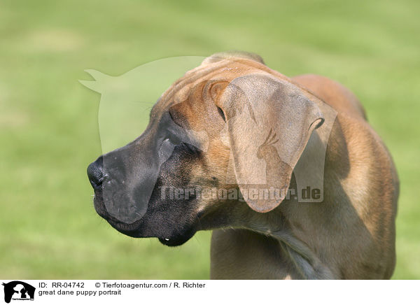 great dane puppy portrait / RR-04742