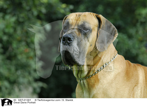 Great Dane Portrait / SST-01381