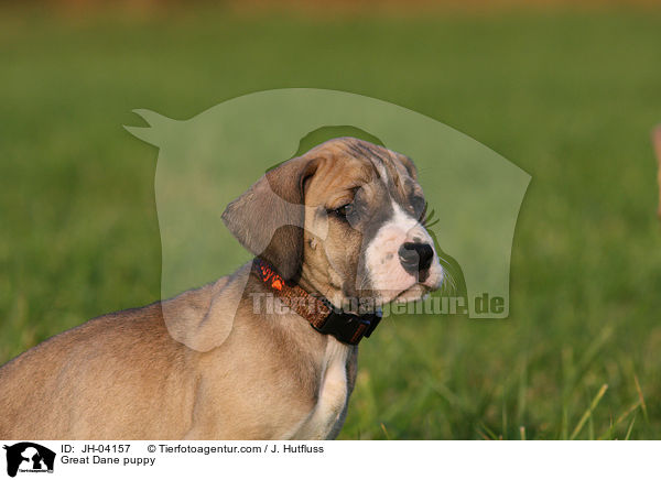 Great Dane puppy / JH-04157
