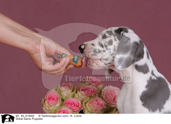 Deutsche Dogge Welpen / Great Dane Puppies / KL-01609
