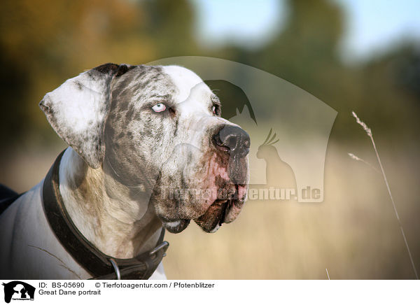 Deutsche Dogge Portrait / Great Dane portrait / BS-05690