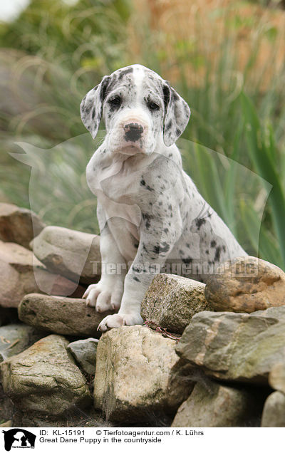 Great Dane Puppy in the countryside / KL-15191