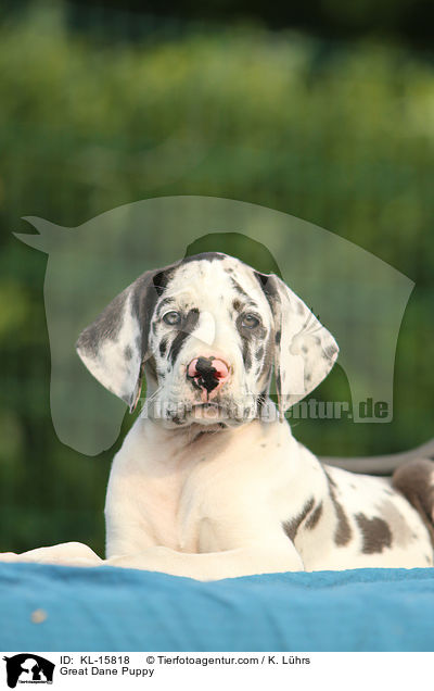 Great Dane Puppy / KL-15818