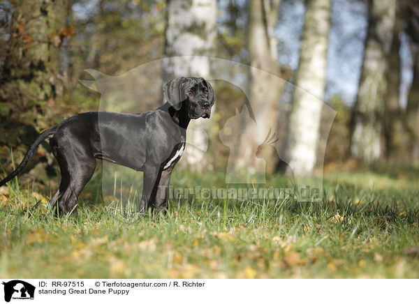 standing Great Dane Puppy / RR-97515