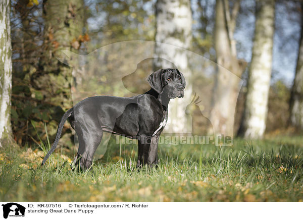 standing Great Dane Puppy / RR-97516