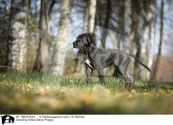 standing Great Dane Puppy / RR-97524