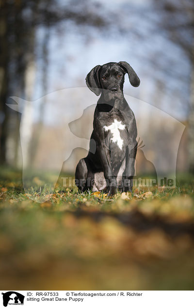 sitting Great Dane Puppy / RR-97533