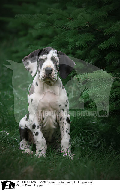 Great Dane Puppy / LB-01100