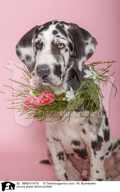 young great dane portrait / MAB-01479