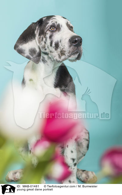 young great dane portrait / MAB-01481