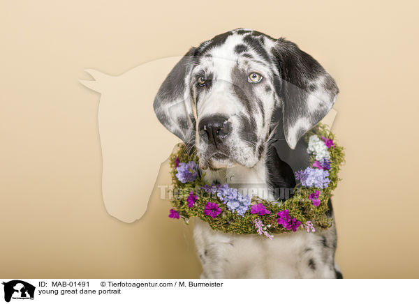 young great dane portrait / MAB-01491