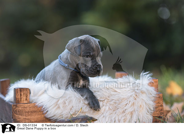 Great Dane Puppy in a box / DS-01334