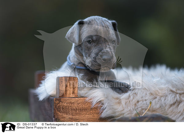 Great Dane Puppy in a box / DS-01337