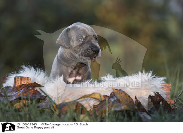 Great Dane Puppy portrait / DS-01343