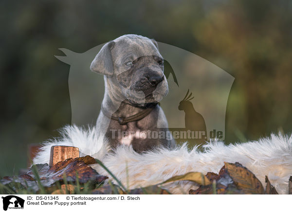 Great Dane Puppy portrait / DS-01345