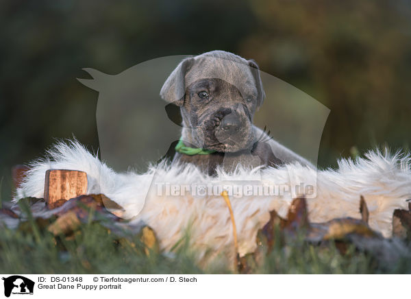 Great Dane Puppy portrait / DS-01348