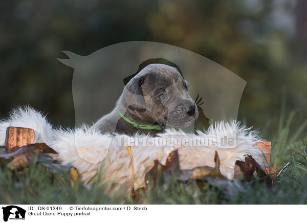 Great Dane Puppy portrait / DS-01349