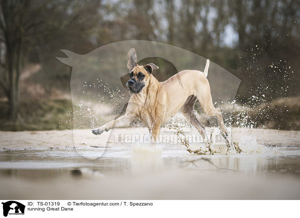 rennende Deutsche Dogge / running Great Dane / TS-01319