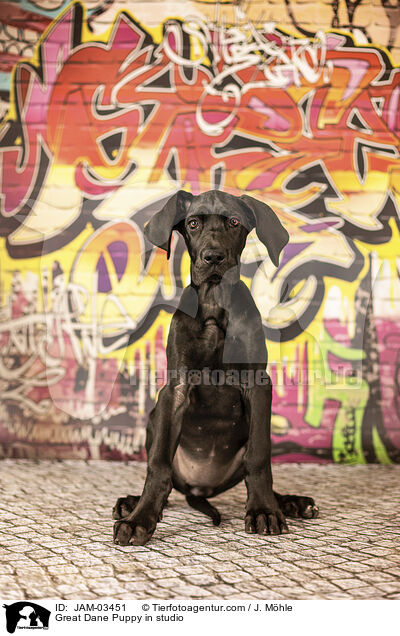 Great Dane Puppy in studio / JAM-03451