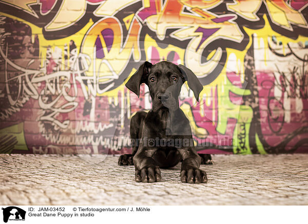 Deutsche Dogge Welpe im Studio / Great Dane Puppy in studio / JAM-03452