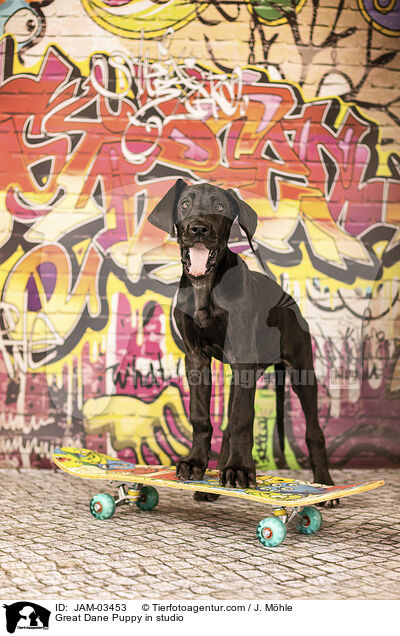 Deutsche Dogge Welpe im Studio / Great Dane Puppy in studio / JAM-03453