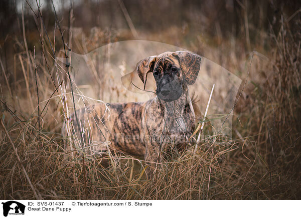 Deutsche Dogge Welpe / Great Dane Puppy / SVS-01437