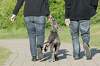 people with Great Dane Puppy