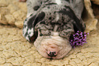 sleeping Great Dane Puppy