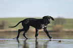 running Great Dane Puppy