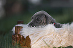 Great Dane Puppy portrait