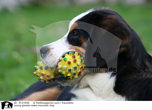 young greater swiss mountain dog / IF-01040