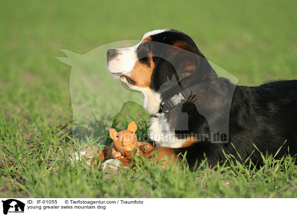 young greater swiss mountain dog / IF-01055