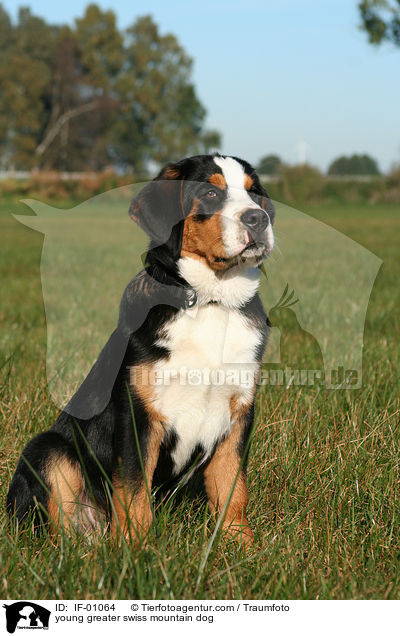 young greater swiss mountain dog / IF-01064