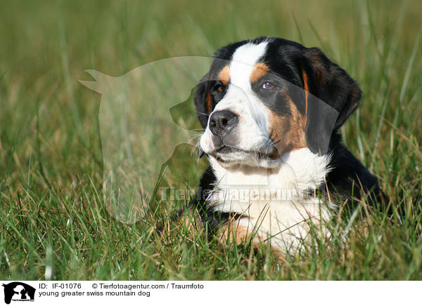 young greater swiss mountain dog / IF-01076