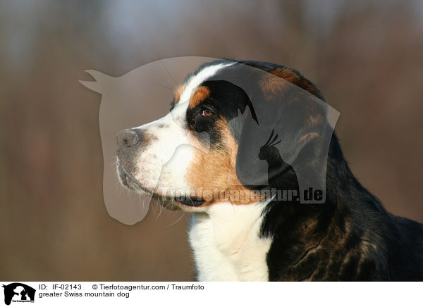 greater Swiss mountain dog / IF-02143