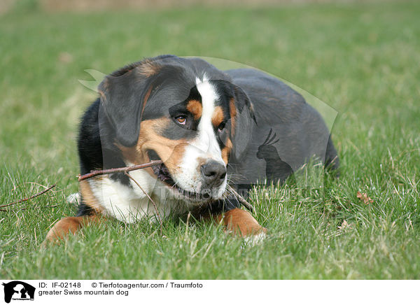 greater Swiss mountain dog / IF-02148