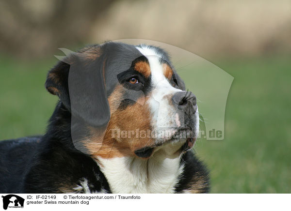 greater Swiss mountain dog / IF-02149