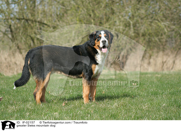 greater Swiss mountain dog / IF-02157