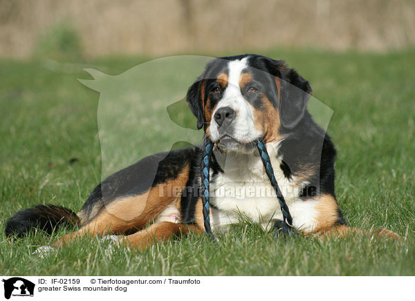 greater Swiss mountain dog / IF-02159