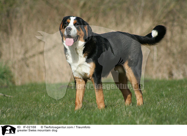 greater Swiss mountain dog / IF-02168