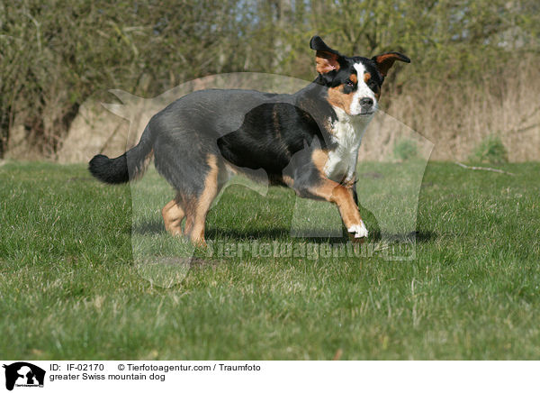 greater Swiss mountain dog / IF-02170