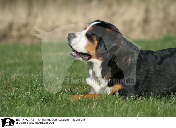 greater Swiss mountain dog / IF-02173