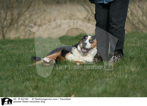 greater Swiss mountain dog / IF-02182