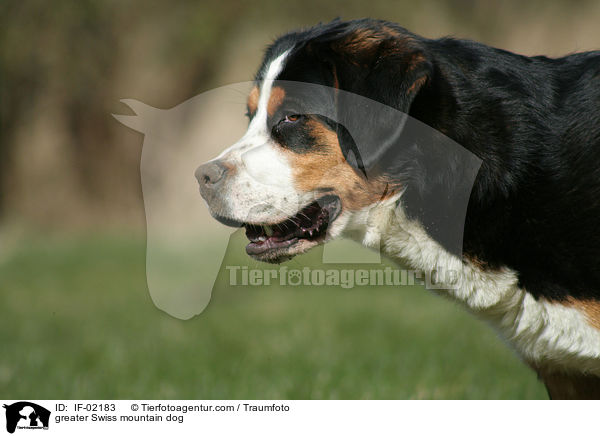 greater Swiss mountain dog / IF-02183