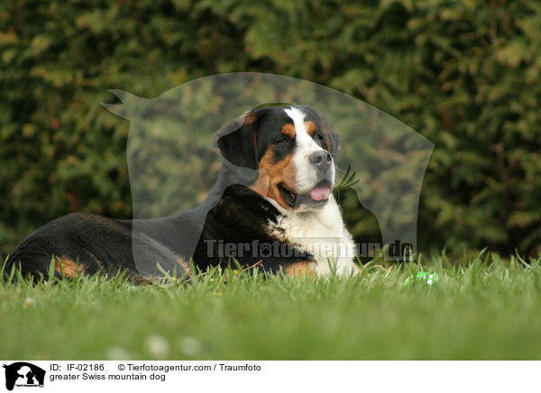 greater Swiss mountain dog / IF-02186