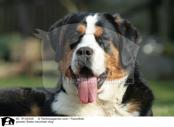 greater Swiss mountain dog / IF-02426