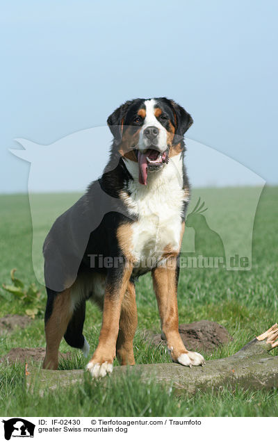 greater Swiss mountain dog / IF-02430