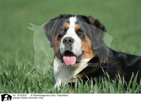 greater Swiss mountain dog / IF-02431